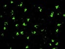 Excellent Antibody to Stain CD68+ Cells