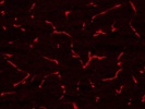 Good Antibody to Stain Alpha 4 Chain Containing Laminin