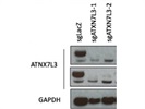 Good ATNX7L3 Antibody from Abcam