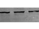 Easy-to-Use Anti-Lamin B1 Antibody