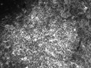 Great CD45.1 Antibody from BioLegend