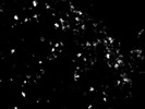 Excellent CD45RA Antibody from Miltenyi Biotec
