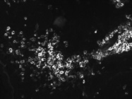 Very Good CD45RO Antibody from Miltenyi Biotec