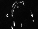 Excellent CD34 Antibody from Miltenyi Biotec