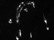 Excellent CD34 Antibody from Miltenyi Biotec