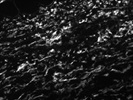 Excellent CD44 Antibody from Miltenyi Biotec