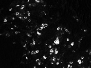 Excellent CD45 Antibody from Miltenyi Biotec