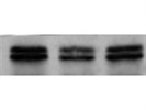 Easy-to-Use Antibody for Detecting MAPK