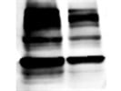 Easy-to-Use and Sensitive Antibody for O-Linked N-Acetylglucosamine