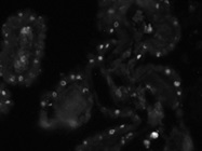 Good CD57 Antibody from Miltenyi Biotec