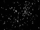 Reliable CD66abce Antibody from Miltenyi Biotec