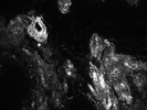Excellent CD90 Antibody from Miltenyi Biotec