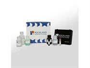 TrueBlot® for Publication-Quality IP-Western Blots