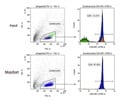 CD4 Enrichment of Cultured Splenocytes Using MojoSort