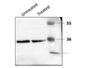 Western Blot Analysis of Glioma Stem Cell Lysate with GAPDH Antibody