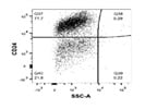 A Good CD24 Antibody from BioLegend