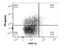 A Good IFN-Gamma Antibody from BioLegend