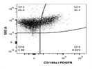 A Good CD140a Antibody from Thermo