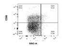 A Good CD86 Antibody from BioLegend
