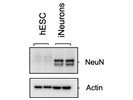 Good NeuN Antibody from CST