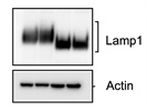 Awesome Lamp1 Antibody from CST!