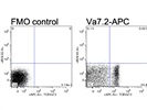 Intermediately Bright Conjugate to Stain Human MAIT Cells