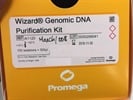 Isolation of Genomic DNA from Gram-Negative Bacteria