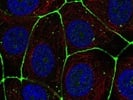 Claudin 3 Polyclonal Antibody from Thermo Fisher Scientific