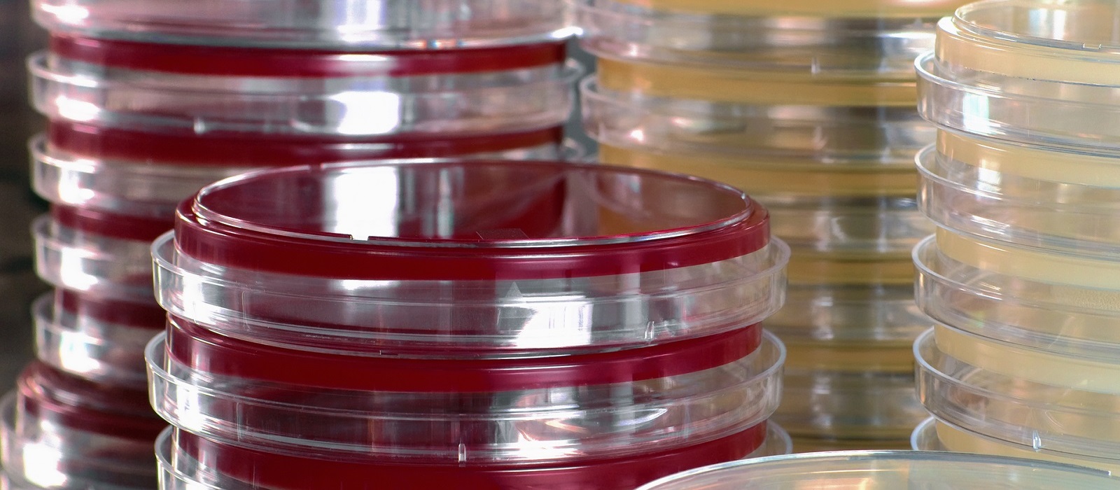  Case Study: Shipping Media for Fresh Tissue