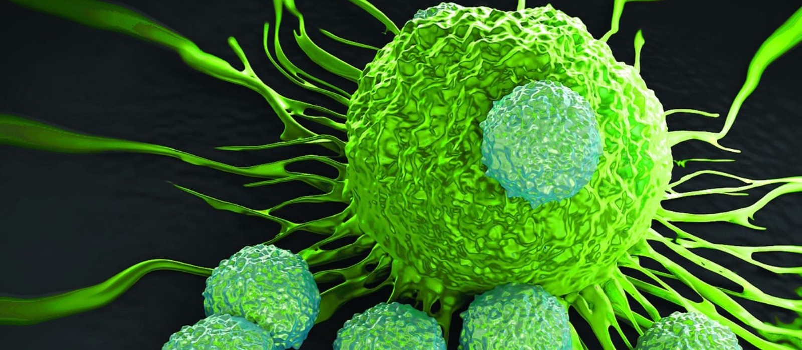  Immunology Brochure