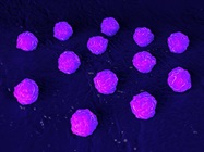 Taming Stem Cell Culture with Xeno-Free and 3D