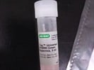 Real-Time PCR Reaction for Glioma Stem Cell cDNA