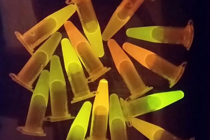 GFP