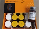 Affordable and Highly Sensitive Reagent