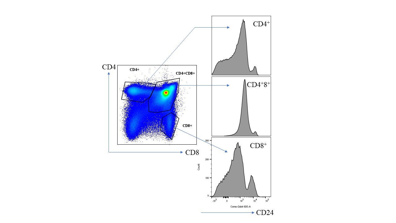 Great AntiMouse CD24BV605 Antibody from BioLegend Antibody Review
