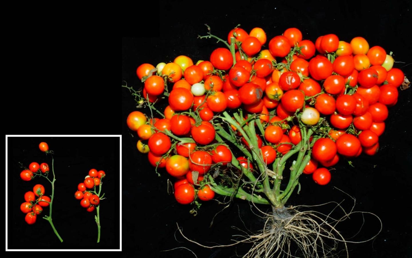 tomato