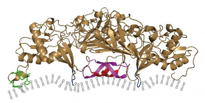 Zika Virus NS1
