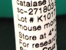 Western Blot for Catalase with Santa Cruz Antibody