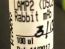 Time Course Effect of LAMP2 by Chemoattractant