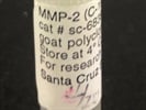 Time Course Effect of MMP2 by Chemoattractant
