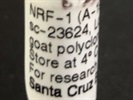 Western Blot for NRF1 with Santa Cruz Antibody