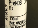Time Course Effect of P-eNOS by Chemoattractant