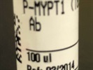 Time Course Effect of Phospho-MYPT1 (Thr696) Antibody by Chemoattractant