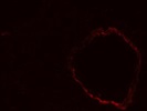 Great Smooth Muscle Actin Antibody
