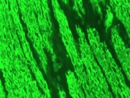 Excellent Myelin Basic Protein Antibody