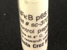 Expression of a NFkB P65 Antibody