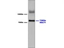 Detection of SGLT1 in Mouse Brain