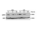 Detection of pNrf2 in Primary Murine Microglia Cells