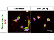 Staining of Primary Murine Microglia Cells
