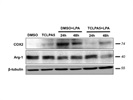 Expression of COX2 in Microglia Cells